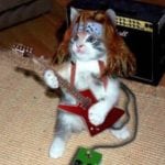 cat_rock